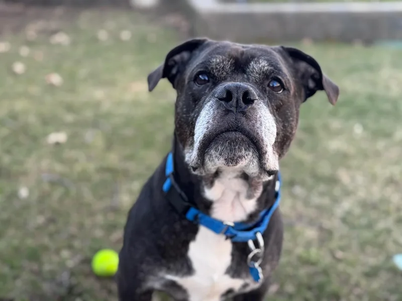 A senior medium-sized male Black Mixed Breed dog named Ozzy for adoption in Vassalboro, ME
