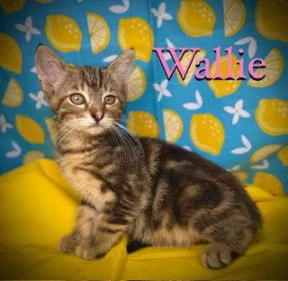 A young medium-sized female Domestic Short Hair cat named Wallie for adoption in Pleasanton, TX