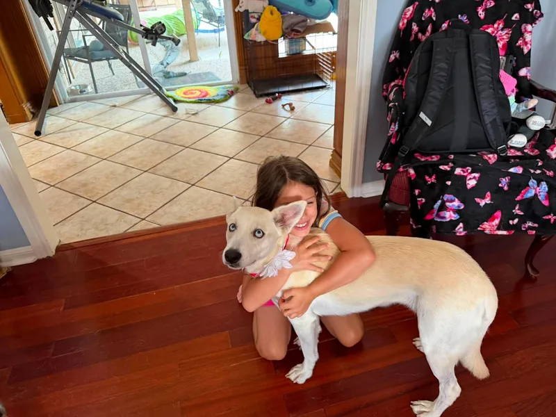 A young medium-sized female Husky dog named Ellie  The tenderhearted for adoption in Houston, TX
