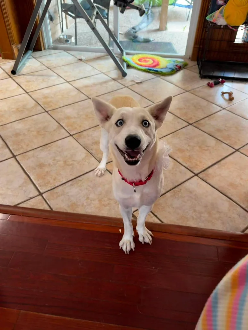 Ellie  The tenderhearted thumbnail 5