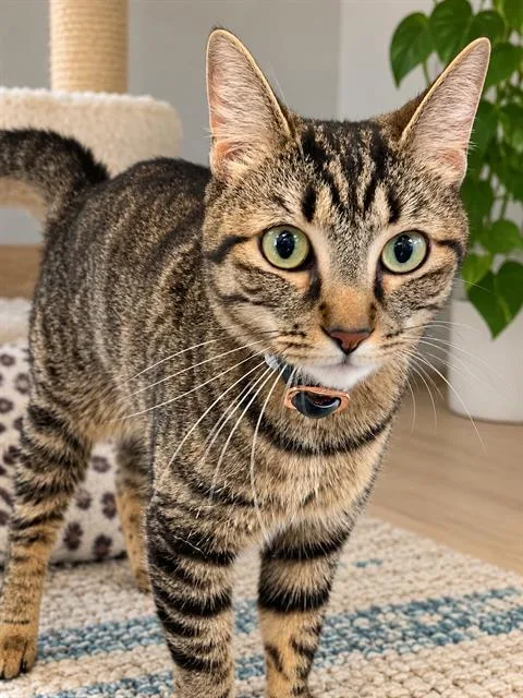 A young medium-sized female Domestic Short Hair cat named Willow for adoption in Long Beach, CA