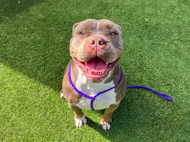 An adult large-sized female Pit Bull Terrier dog named Mama Pig for adoption in Tustin, CA