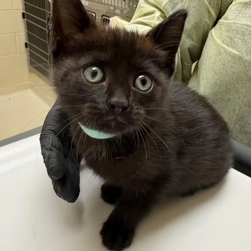 A baby small-sized female Domestic Short Hair cat named Sheepstealer for adoption in Winston-Salem, NC