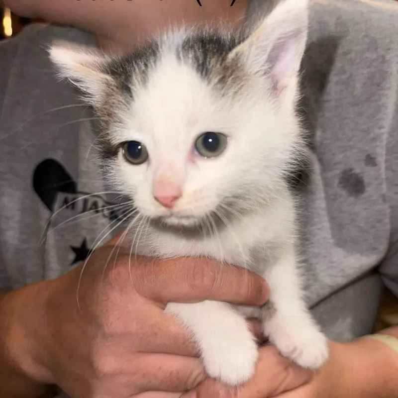 A baby small-sized male Calico Domestic Short Hair cat named Breadstick Gleske for adoption in Woodstock, VA