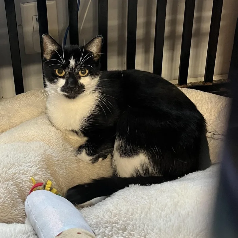 An adult medium-sized female Domestic Medium Hair cat named Louise for adoption in Wappingers Falls, NY