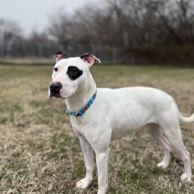 A young medium-sized female Pit Bull Terrier dog named Freckles for adoption in Easton, MD