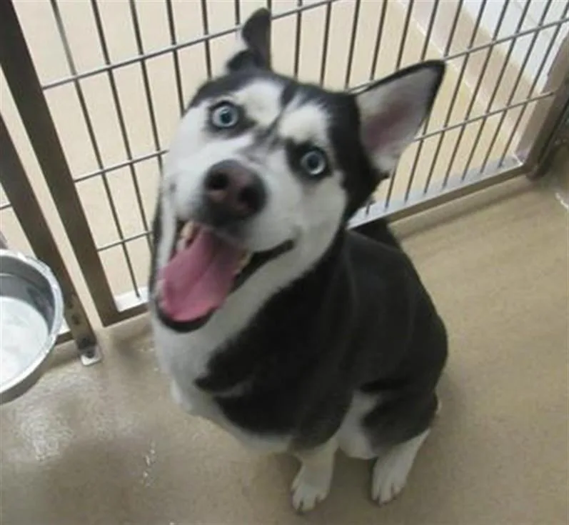 An adult medium-sized female Siberian Husky dog named Neoma for adoption in Derwood, MD