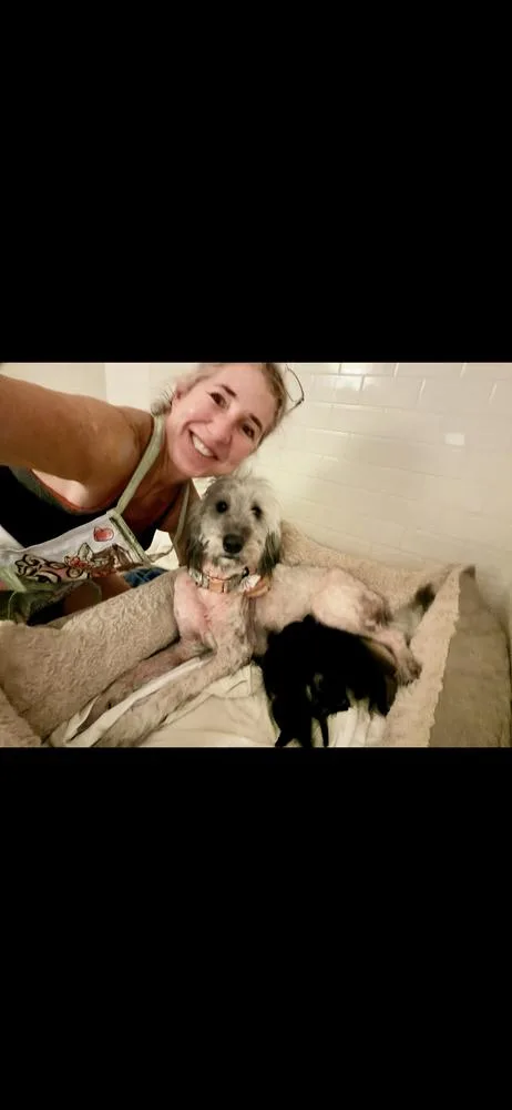 An adult medium-sized female Brown / Chocolate Goldendoodle dog named Liberty for adoption in Marietta, GA