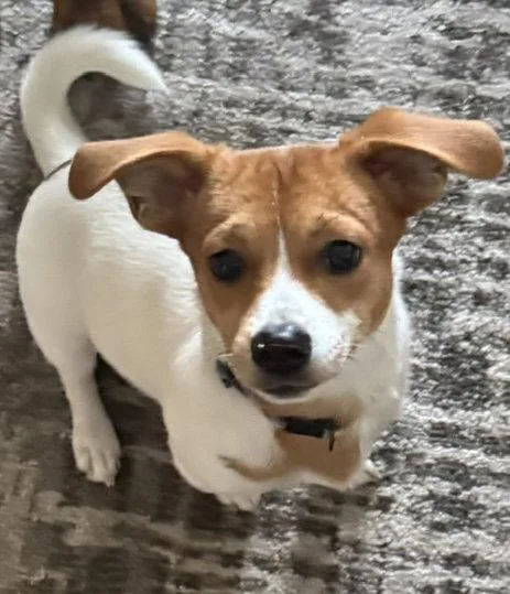A baby small-sized male Chihuahua dog named Chai for adoption in Seattle, WA