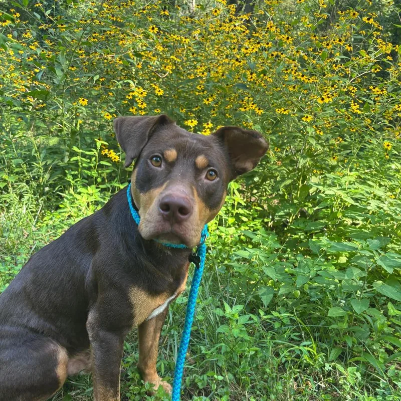 An adult large-sized male Brown / Chocolate Terrier dog named Professor Splootz for adoption in Chattanooga, TN