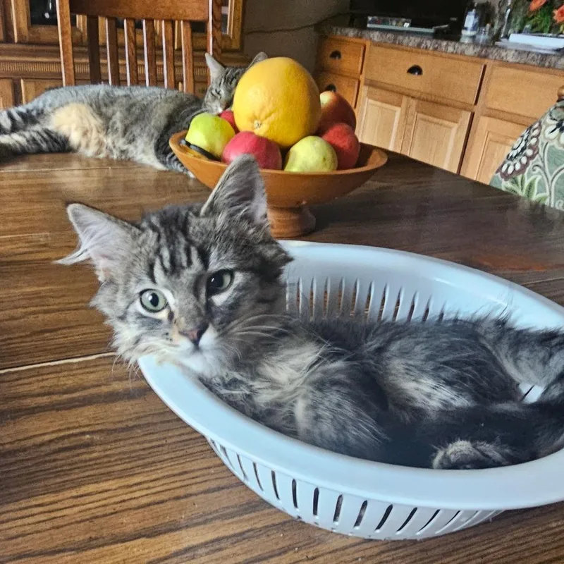 A baby small-sized male Domestic Medium Hair cat named Milkshake for adoption in Rochester, MN