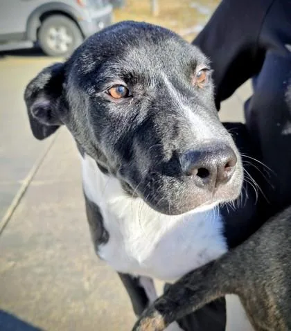 A young large-sized male Labrador Retriever dog named Dancer for adoption in Beatrice, NE