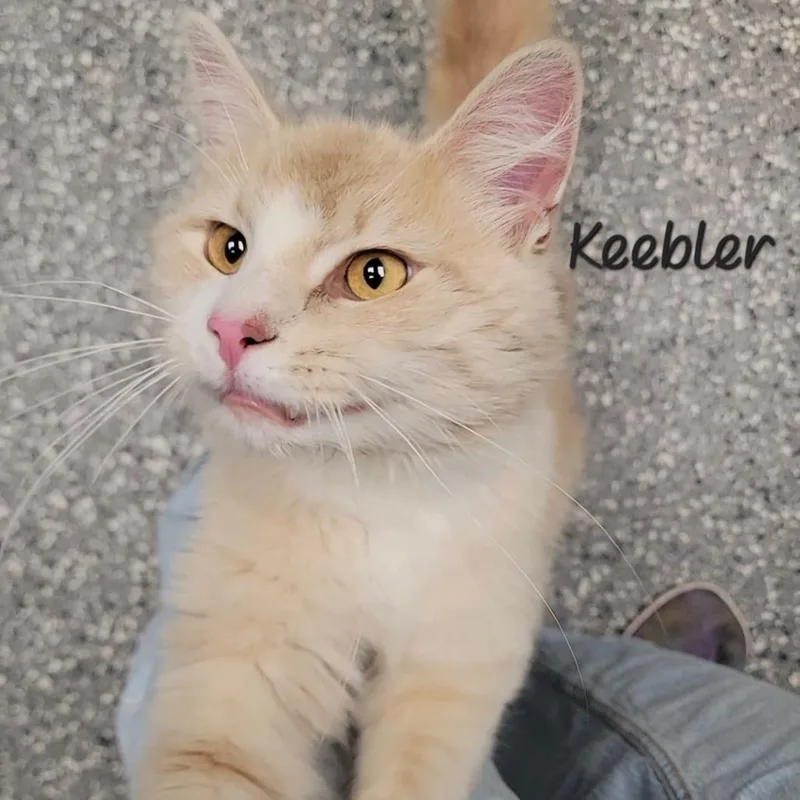 Keebler