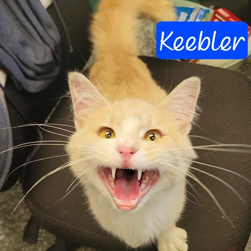 Keebler thumbnail 2