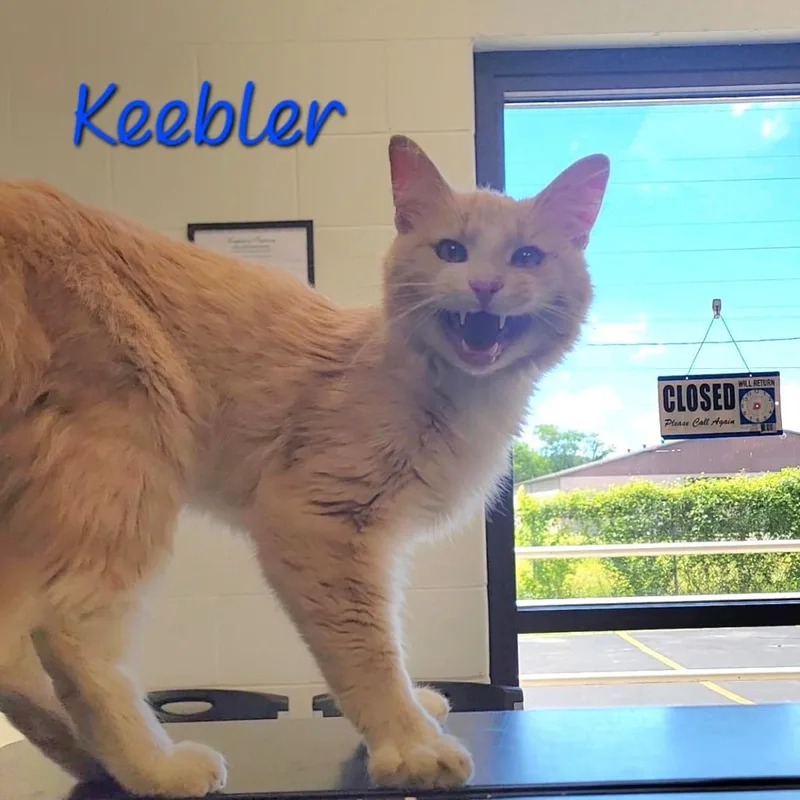 Keebler thumbnail 3