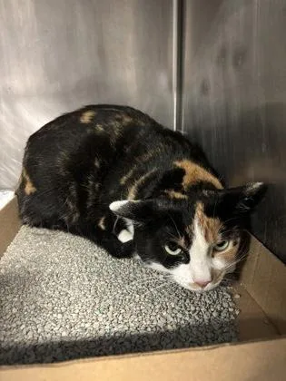 An adult medium-sized female Calico Domestic Short Hair cat named Tiffany for adoption in Lafayette, IN