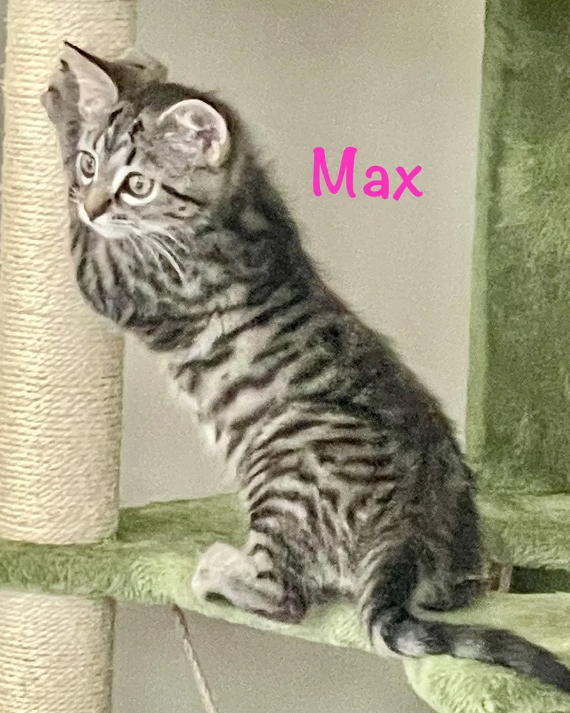 A baby medium-sized female Domestic Short Hair cat named Max for adoption in Reston, VA