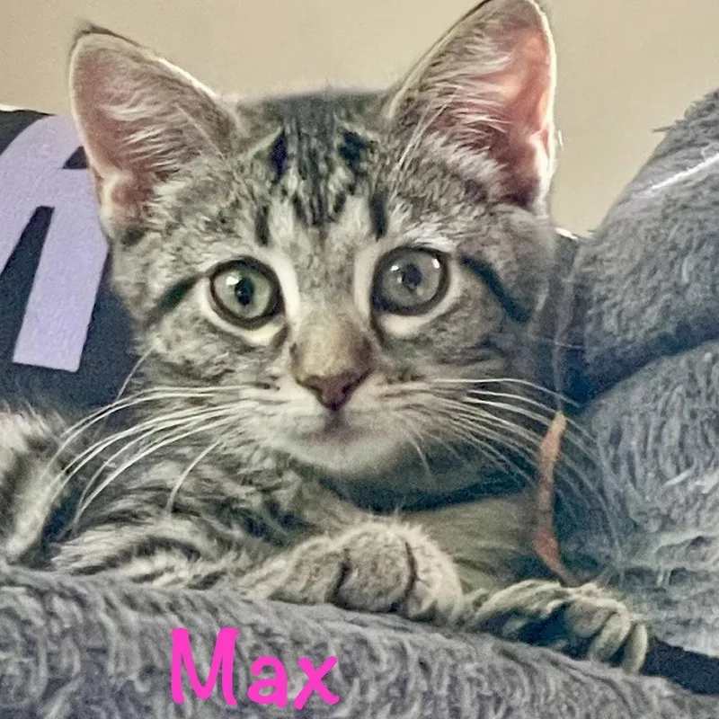 Max thumbnail 2