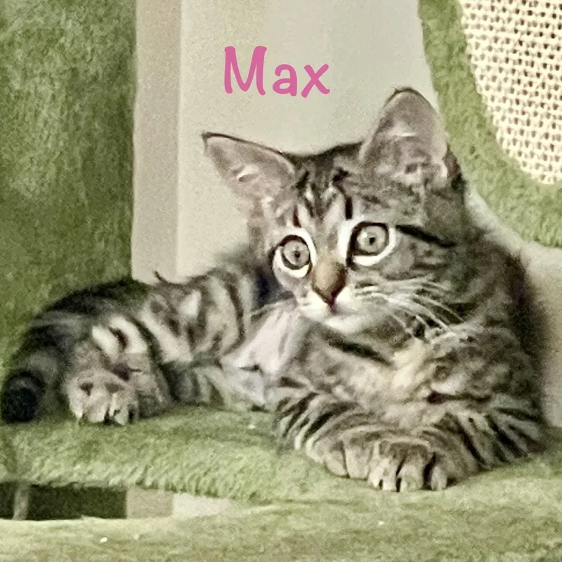 Max thumbnail 3