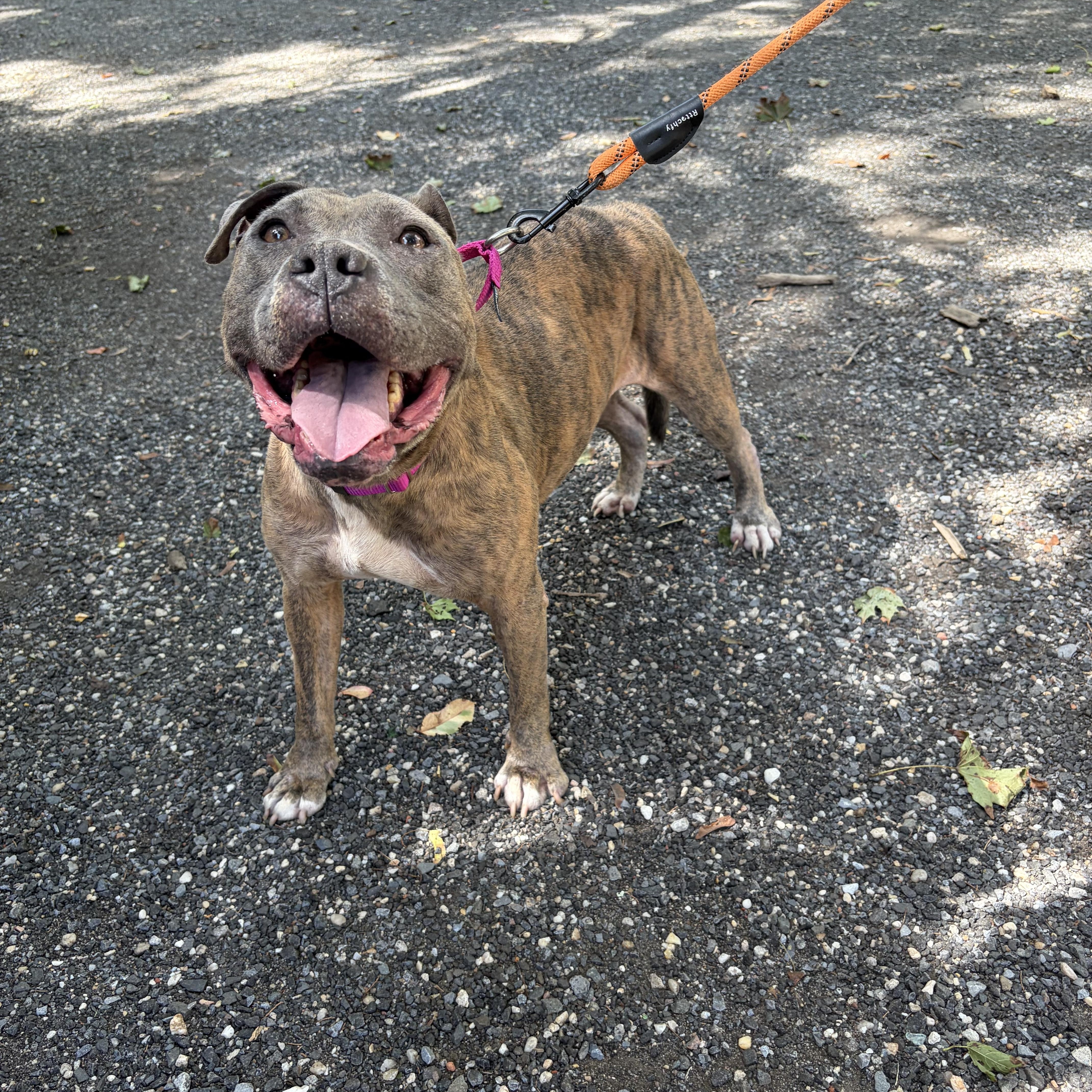 An adult medium-sized female Brindle Staffordshire Bull Terrier dog named Hazel for adoption in Southold, NY