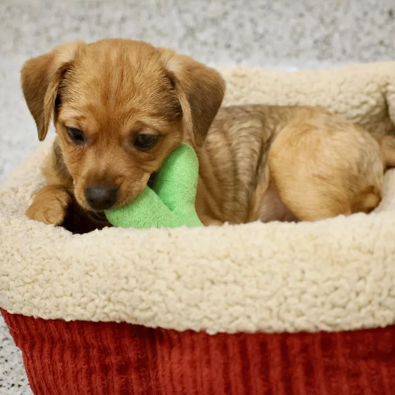 A baby small-sized male Chihuahua dog named Bud for adoption in Palatine, IL
