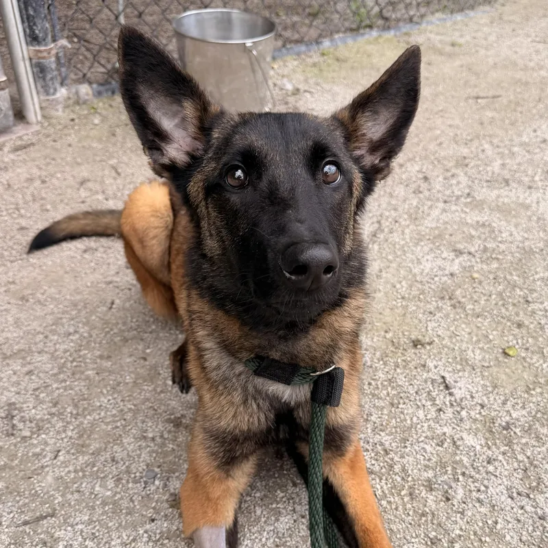 A baby medium-sized male Belgian Shepherd / Malinois dog named Zeppelin for adoption in Philadelphia, PA