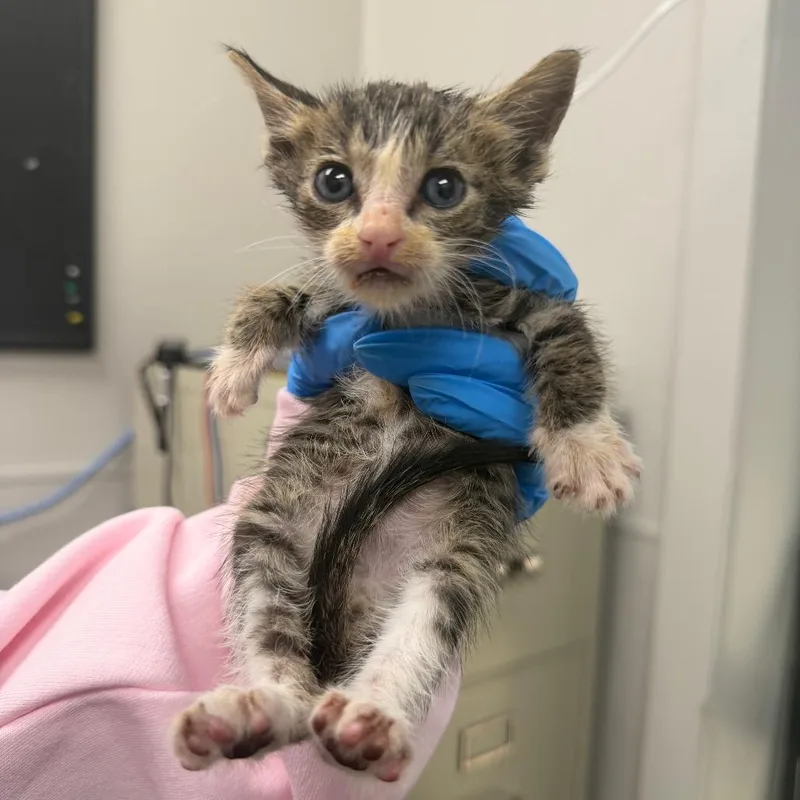 A baby small-sized male Domestic Short Hair cat named Shinx for adoption in Columbiana, AL