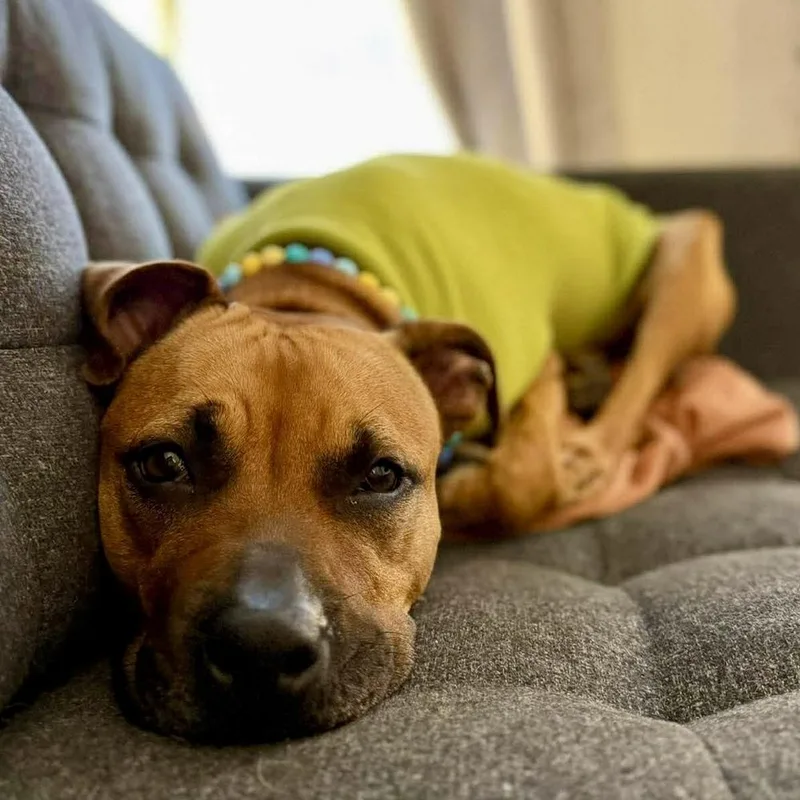 An adult medium-sized female Mixed Breed dog named Juniper for adoption in Long Island City, NY