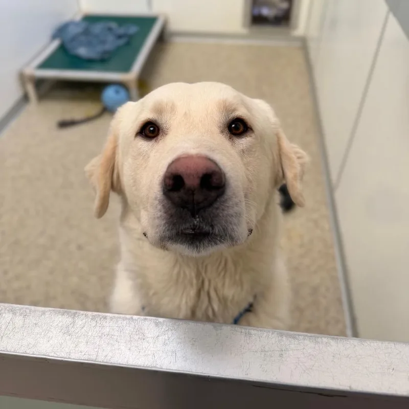 An adult extra large-sized male White / Cream Great Pyrenees dog named Daemon for adoption in Branford, CT