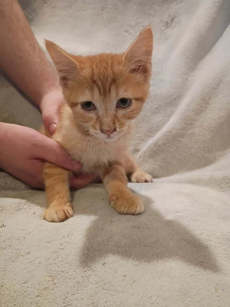 A baby small-sized female Tabby (Orange / Red) Domestic Short Hair cat named Spoon for adoption in Metamora, IL