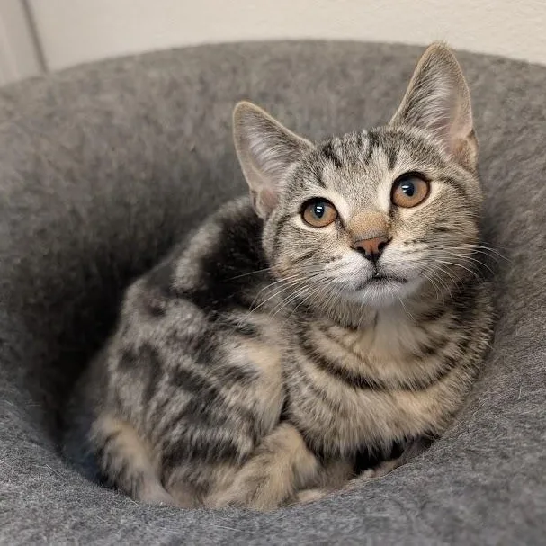 A baby medium-sized male Tabby (Brown / Chocolate) Domestic Short Hair cat named Aaron for adoption in Waynesville, NC