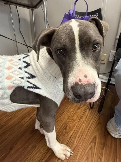 Valkyrie thumbnail 2