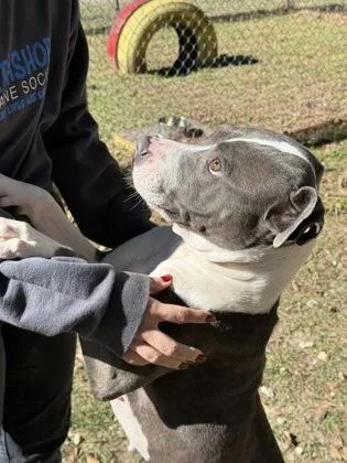 Valkyrie thumbnail 3