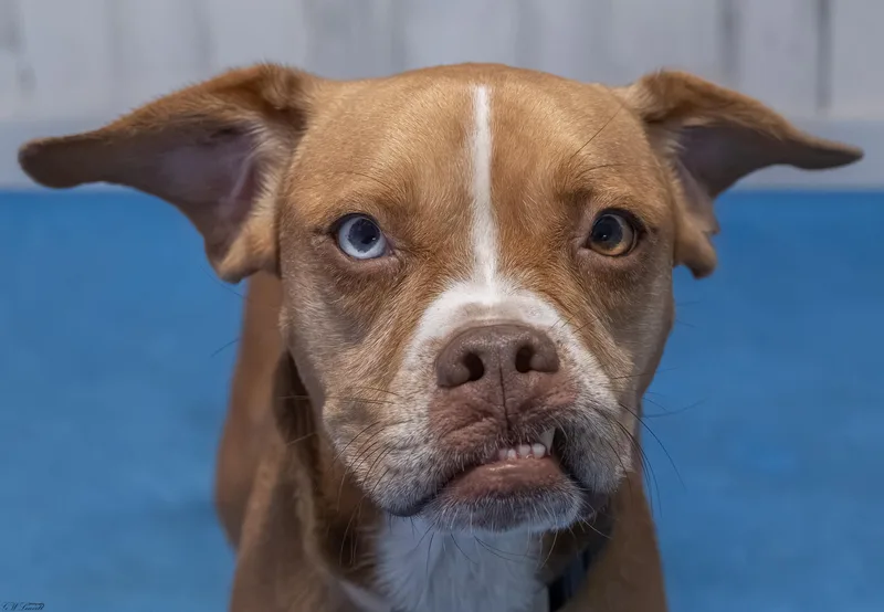 A young medium-sized female Brown / Chocolate Mixed Breed dog named Hadley for adoption in BONIFAY, FL