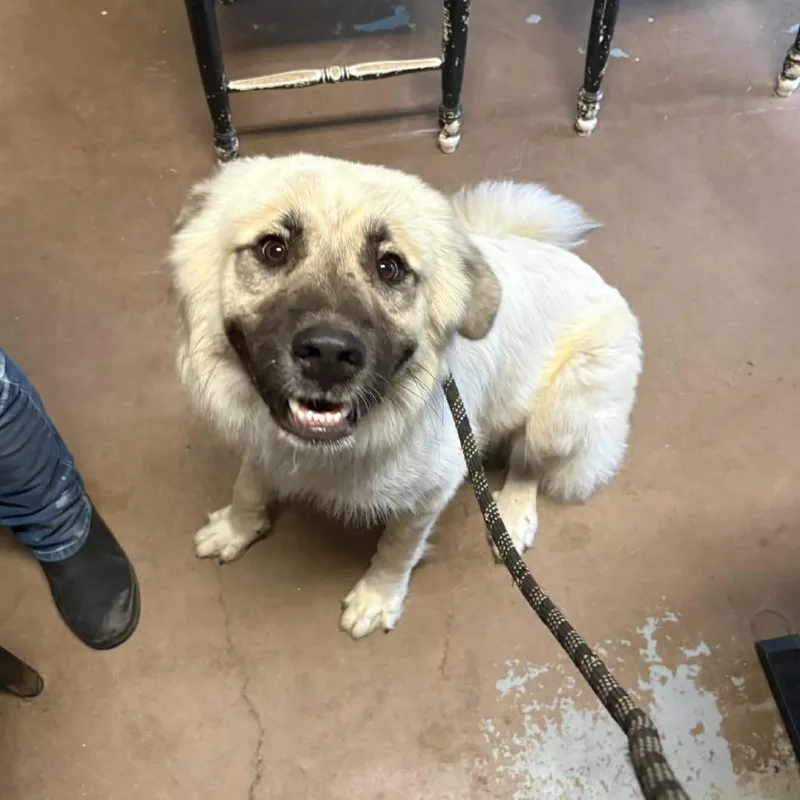 An adult large-sized male White / Cream Anatolian Shepherd dog named Ceasar for adoption in Stephenville, TX