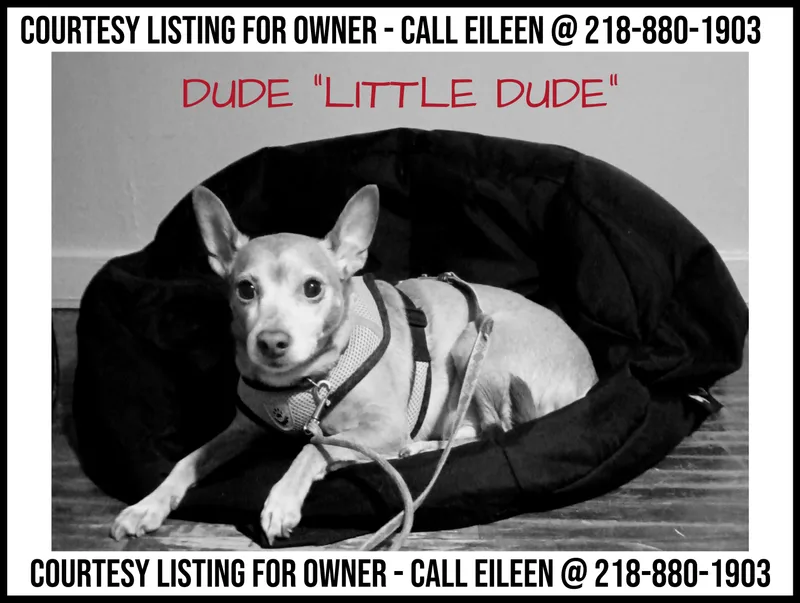 Dude  COURTESY LISTING thumbnail 2