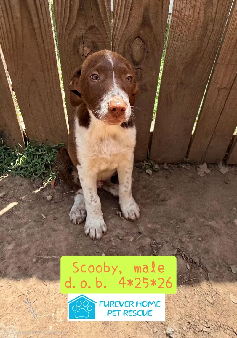 Scooby