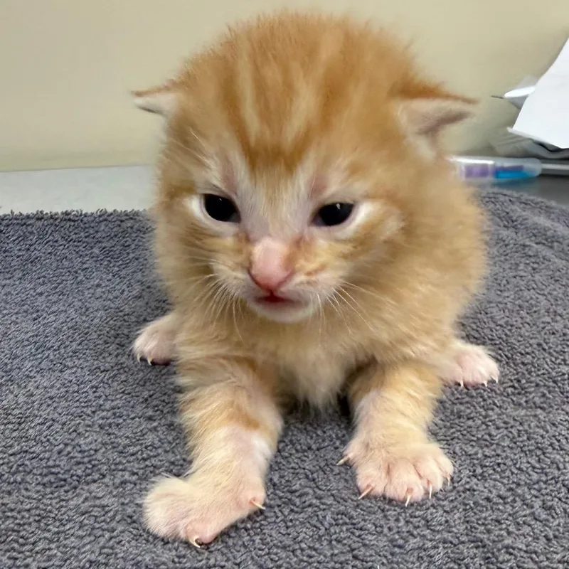 A baby small-sized male Orange / Red Domestic Short Hair cat named Yarrow for adoption in Birmingham, AL