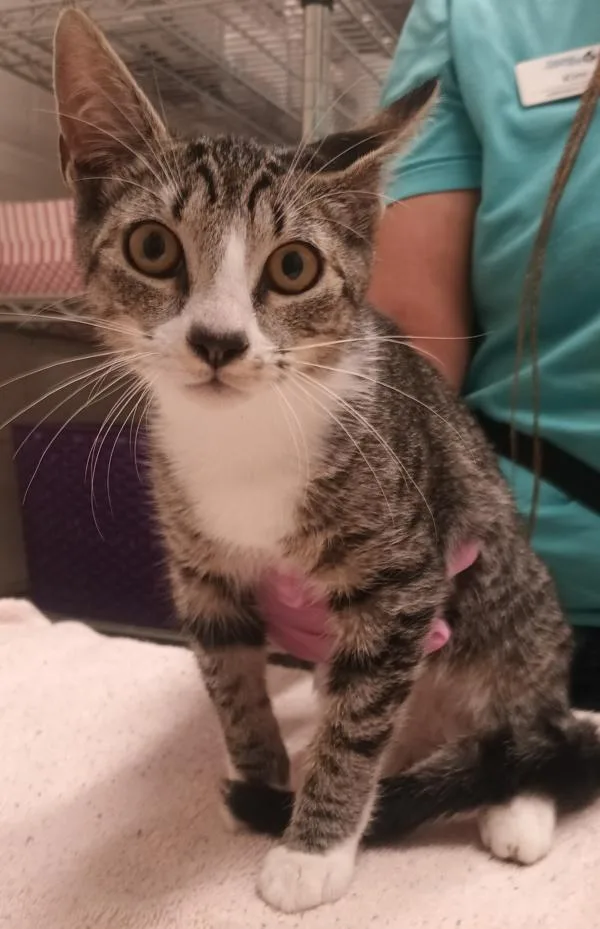 A young small-sized female Domestic Short Hair cat named Winifred Sanderson for adoption in El Cajon, CA