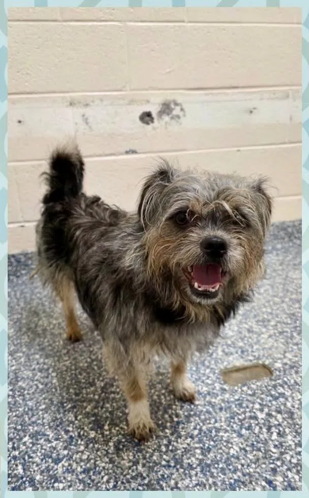 A young small-sized male Border Terrier dog named Scruffy for adoption in Brewster , NY