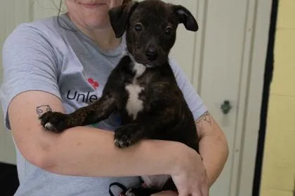 A young large-sized male Mixed Breed dog named Journey for adoption in Kansas City, MO