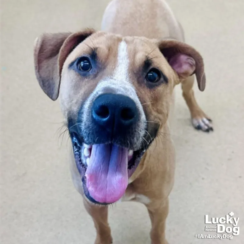 A young large-sized male Labrador Retriever dog named Perry Stokley for adoption in Washington, DC
