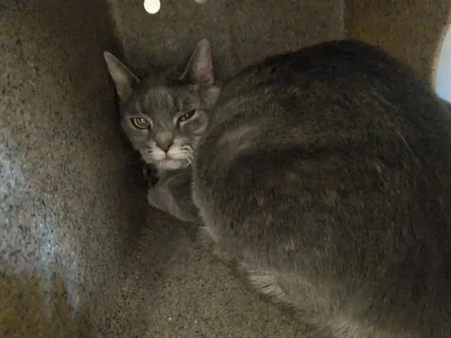 An adult large-sized female Domestic Short Hair cat named Gracie for adoption in Lancaster, CA