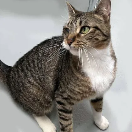 An adult medium-sized female Domestic Short Hair cat named Camilla for adoption in Voorhees, NJ