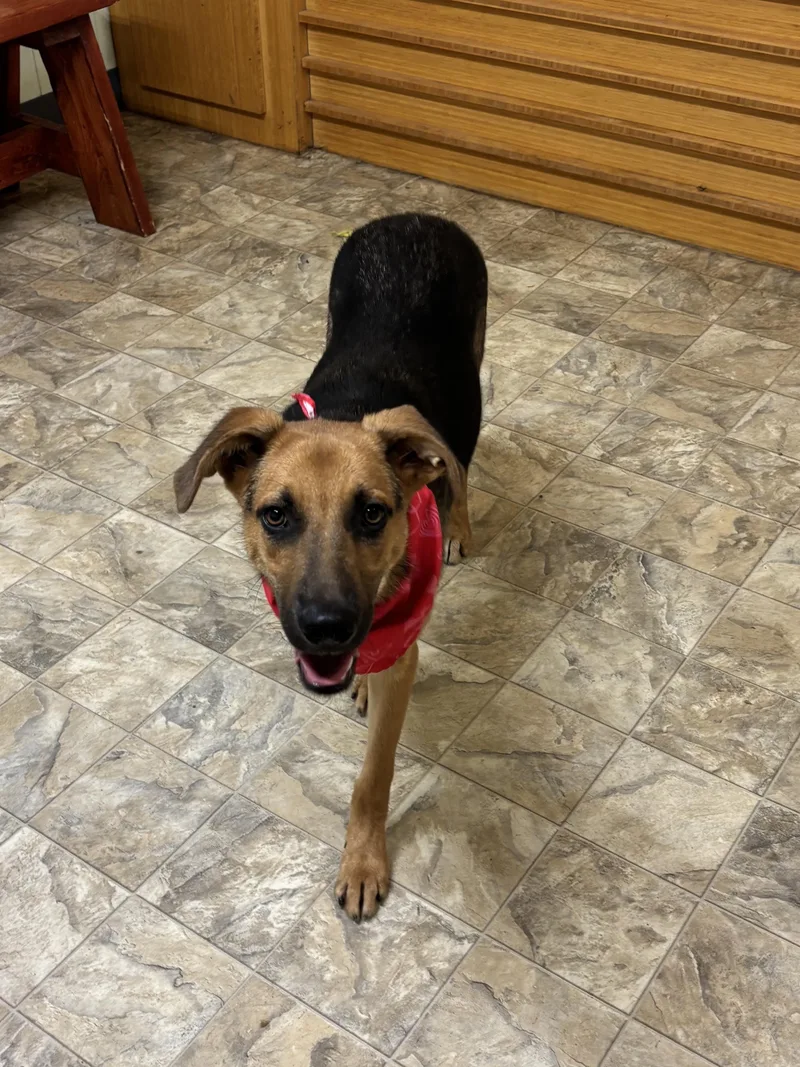 Periwinkle thumbnail 2