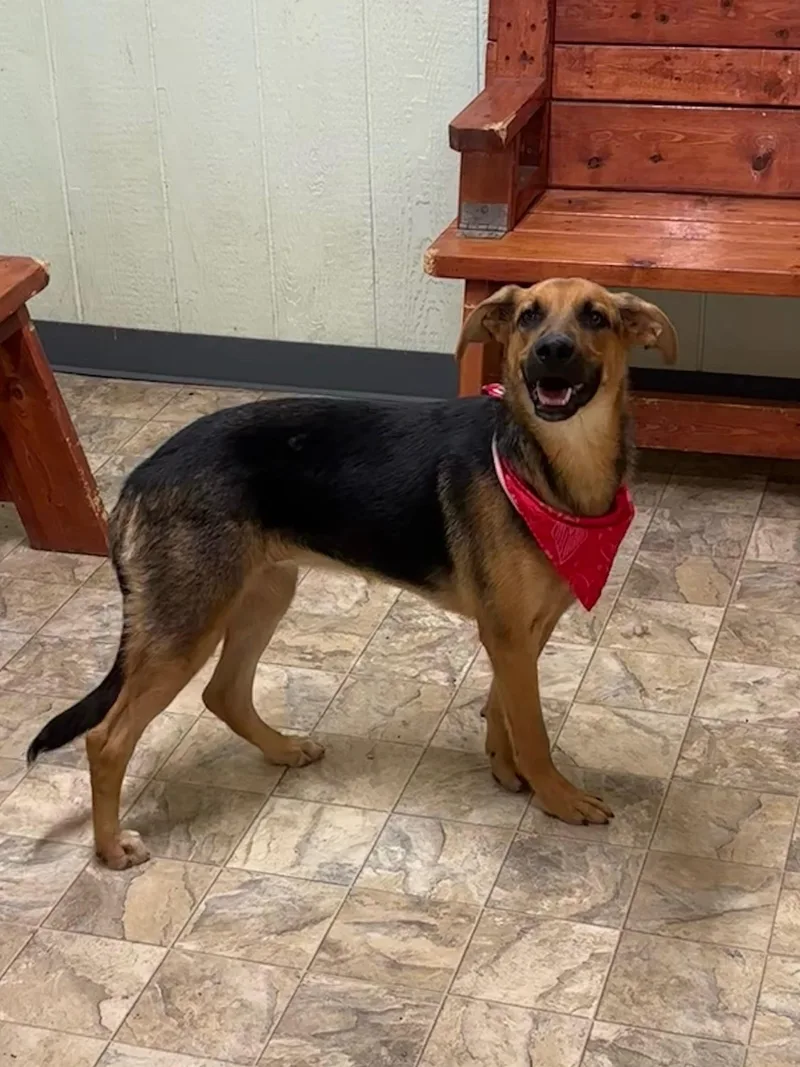 Periwinkle thumbnail 3