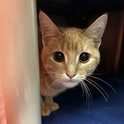 A baby small-sized male Domestic Short Hair cat named Lion for adoption in Merriam, KS