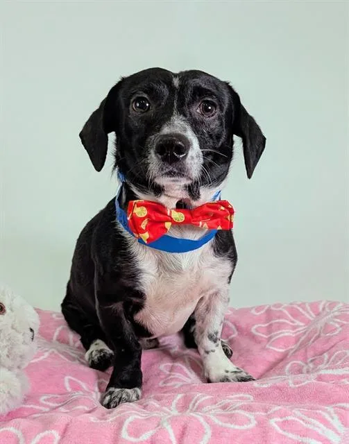 A young small-sized male Rat Terrier dog named Skipper for adoption in Riverside, CA
