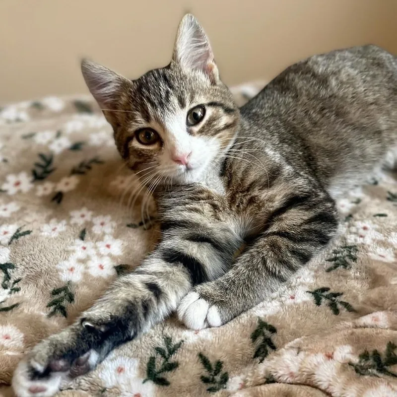 A baby medium-sized male Tabby (Tiger Striped) Domestic Short Hair cat named Milo for adoption in Whitestown, IN