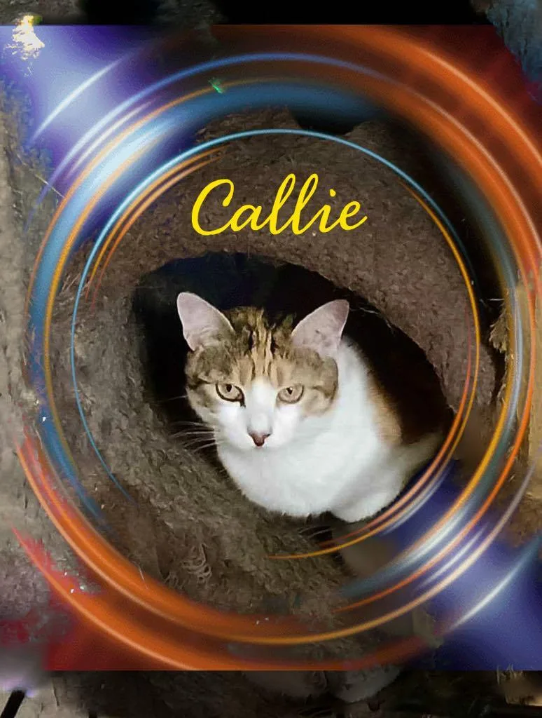 Callie thumbnail 2